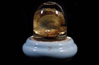 藏品(蚌貝解剖模型)的圖片